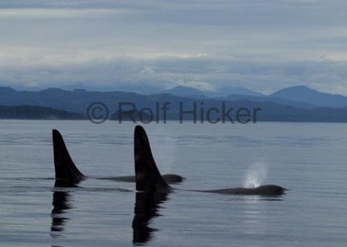 Photo: 
CRW 4798