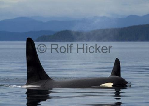 Photo: 
CRW 4825