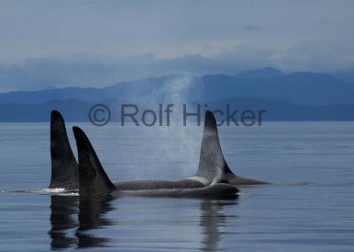 Photo: 
CRW 4847