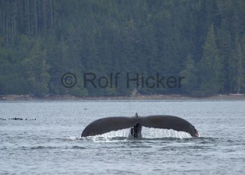 Humpback Whale Watching British Columbia Coast | Photo, Information