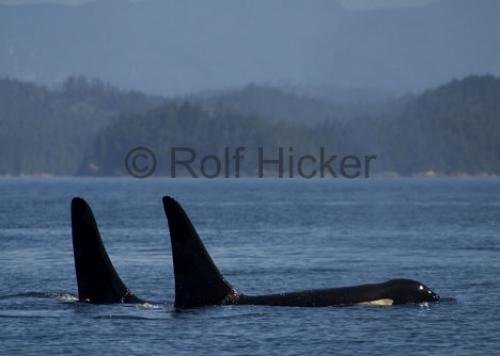 Photo: 
CRW 5955