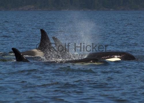 Photo: 
CRW 6046