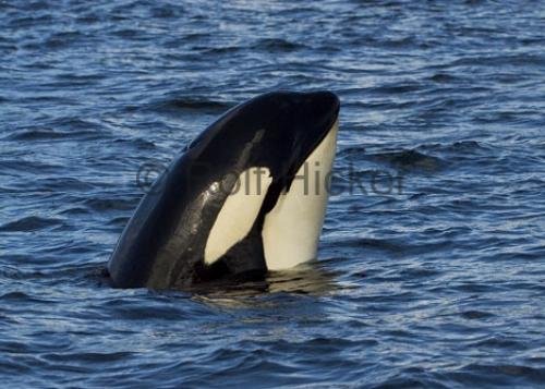 Photo: 
CRW 6104