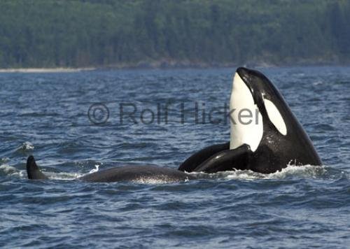 Photo: 
CRW 6194