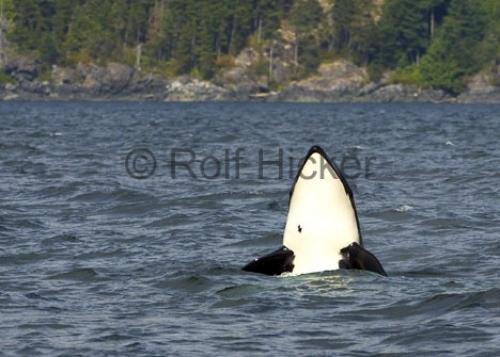 Photo: 
CRW 6198