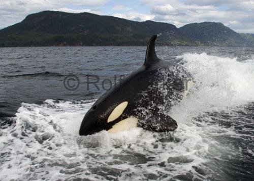 Photo: 
CRW 6227