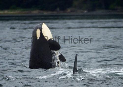 Photo: 
CRW 6434