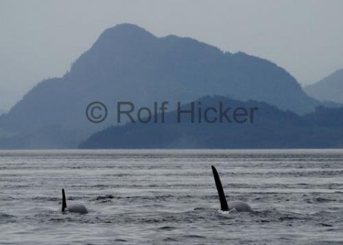 Photo: 
CRW 6436