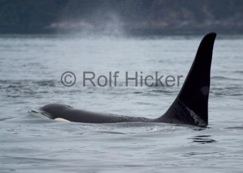 Photo: 
CRW 6453