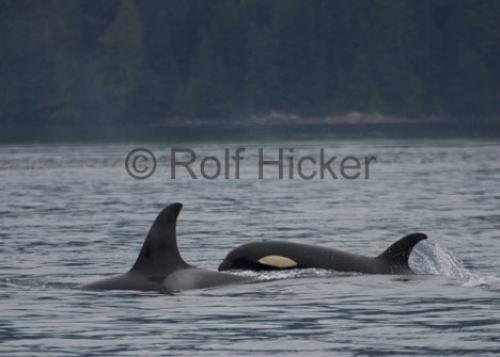 Photo: 
CRW 6468
