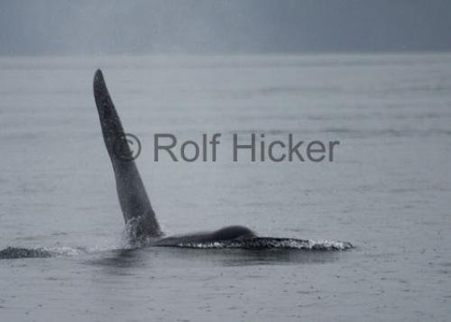 Photo: 
CRW 6505