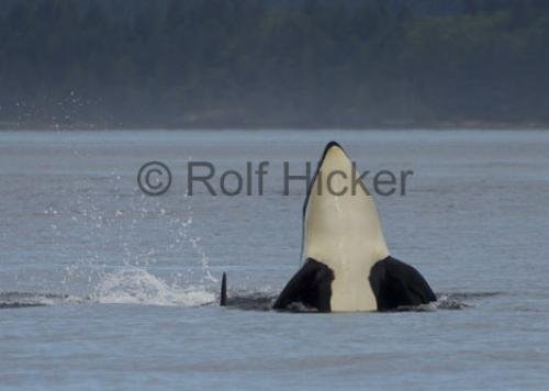 Photo: 
spy hopping orca