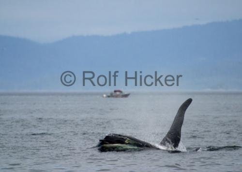 Photo: 
CRW 6707