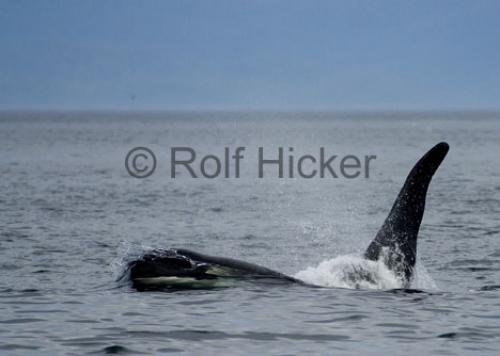 Photo: 
CRW 6710