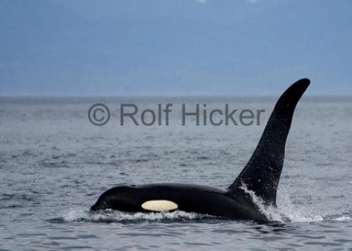 Photo: 
CRW 6711