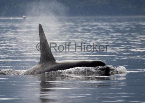 Photo: 
CRW 6740