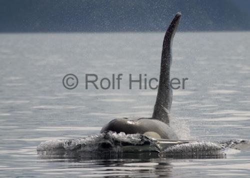 Photo: 
CRW 6742