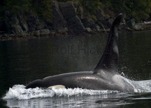 Photo: 
CRW 6745