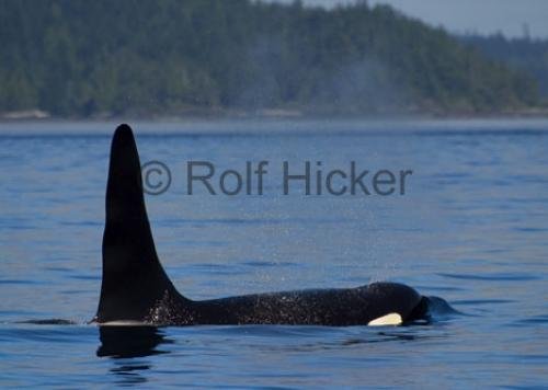 Photo: 
CRW 6782