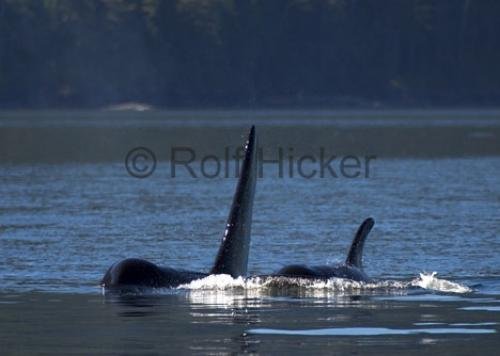Photo: 
CRW 6814