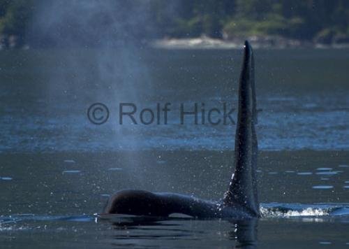 Photo: 
CRW 6817