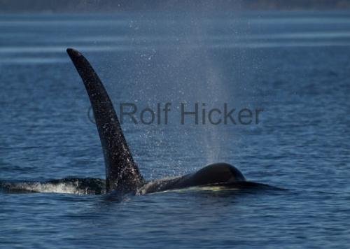Photo: 
CRW 6823