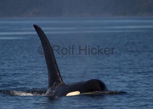 Photo: 
CRW 6824