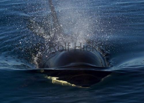 Photo: 
CRW 6834