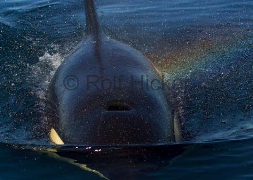 Photo: 
CRW 6835