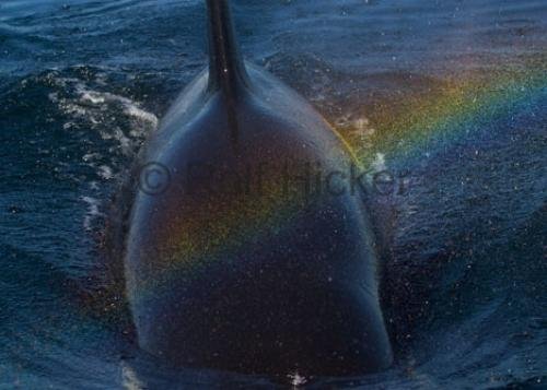 Photo: 
CRW 6836