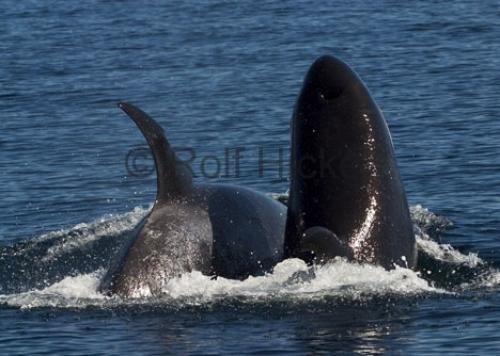 Photo: 
CRW 6851