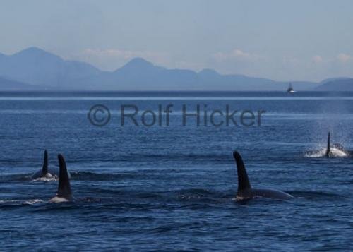 Photo: 
CRW 6856