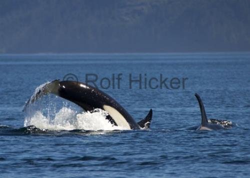 Photo: 
CRW 6861