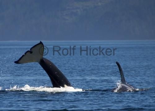 Photo: 
CRW 6862