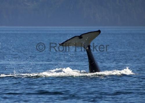 Photo: 
CRW 6866
