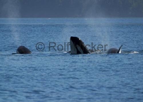 Photo: 
CRW 6870