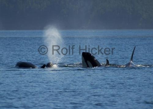 Photo: 
CRW 6872