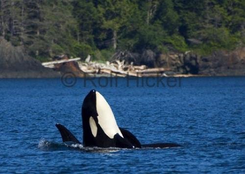 Photo: 
CRW 6897