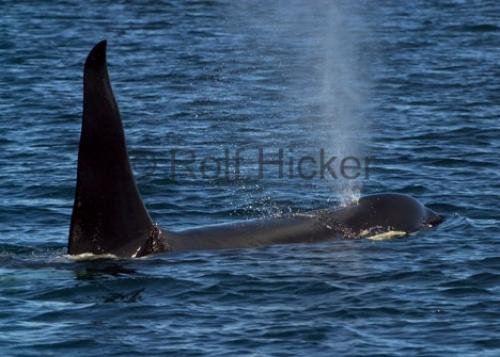 Photo: 
CRW 6906
