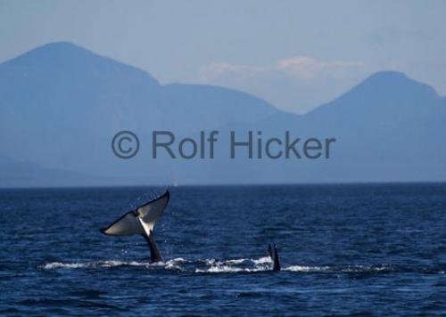 Photo: 
CRW 6914