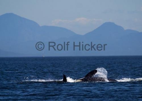 Photo: 
CRW 6916