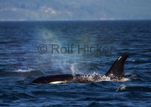 Photo: 
CRW 6930
