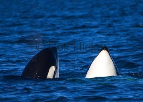 Photo: 
CRW 6952