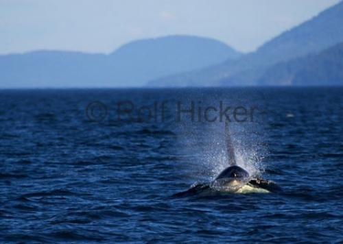 Photo: 
CRW 6971