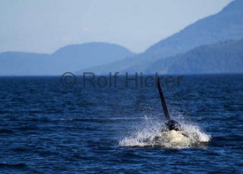 Photo: 
CRW 6972