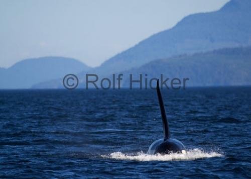 Photo: 
CRW 6973