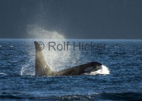 Photo: 
CRW 7034