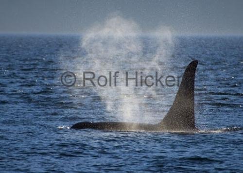 Photo: 
CRW 7038
