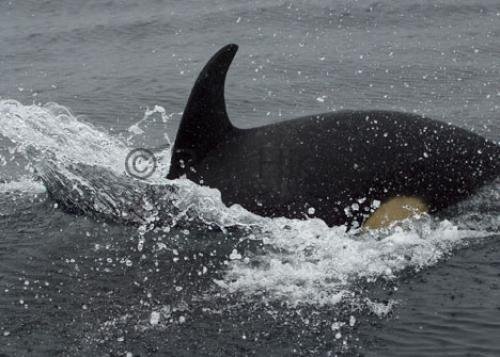 Photo: 
CRW 7045