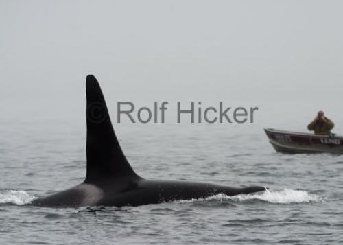 Photo: 
CRW 7054